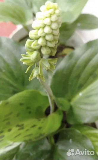 Дримиопсис пятнистый