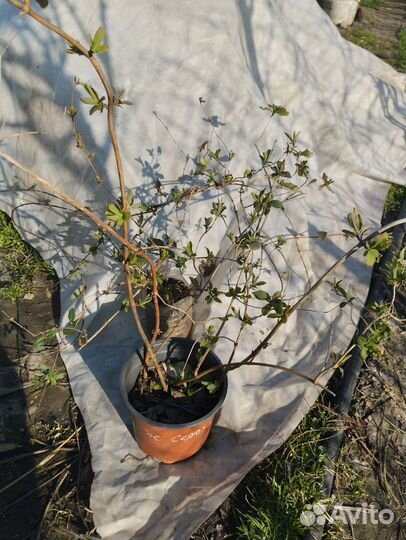 Жимолость Серотина, Брауна, Американа