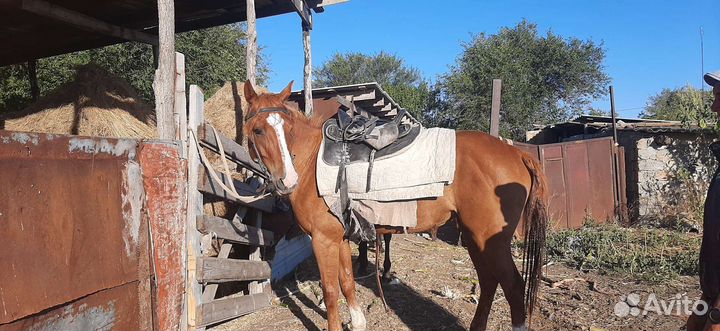 Продаются 2 кобылы