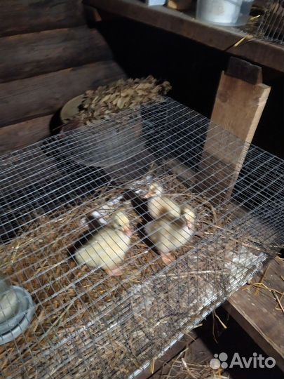 Утята, цыплята, гусята