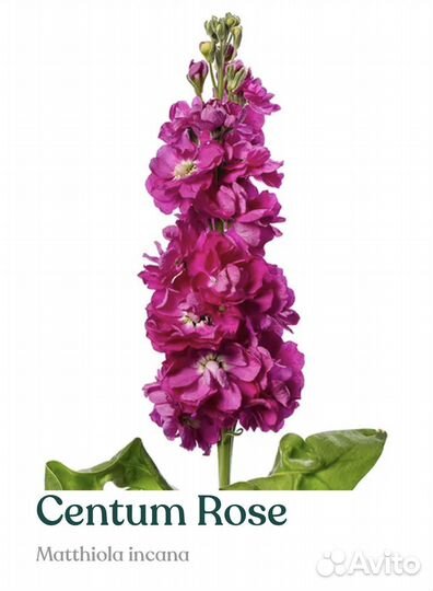 Рассада маттиолы серии Centum