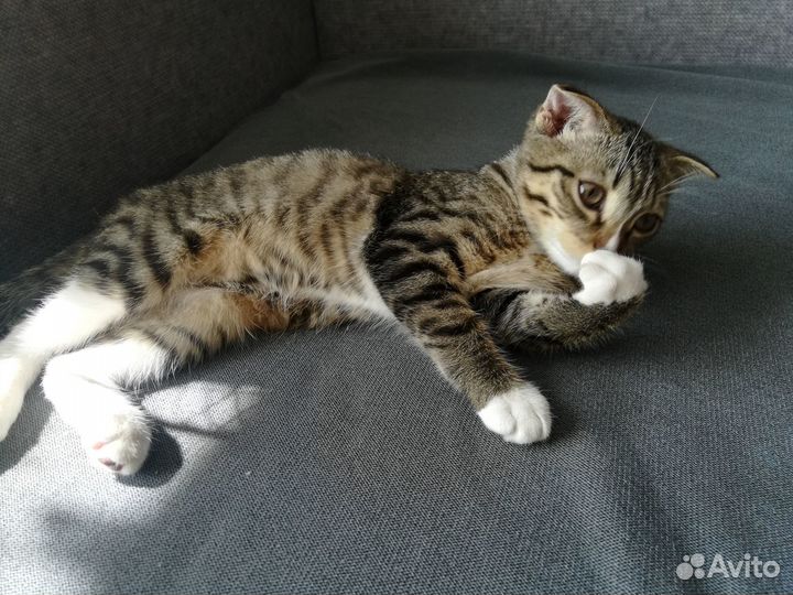 Отдам котика