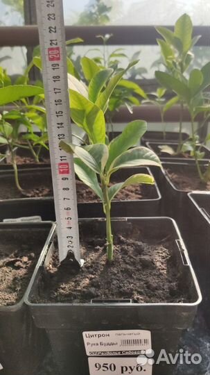 Цитрон пальчатый Рука Будды