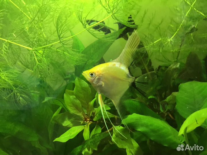 Креветки вишни, моллинезии лирохвостые, скалярия