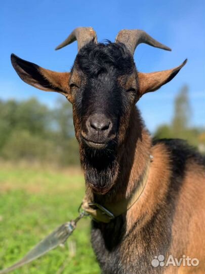 Козел альпийский