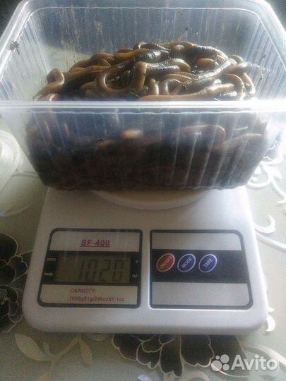 Черви Выползки лесные для рыбалки крупной рыбы