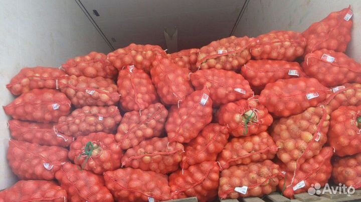 Лук репчатый