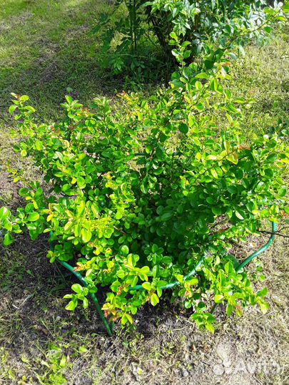 Айва японская хеномелес