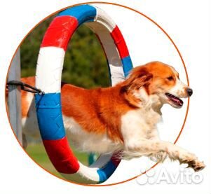 Услуги кинолога