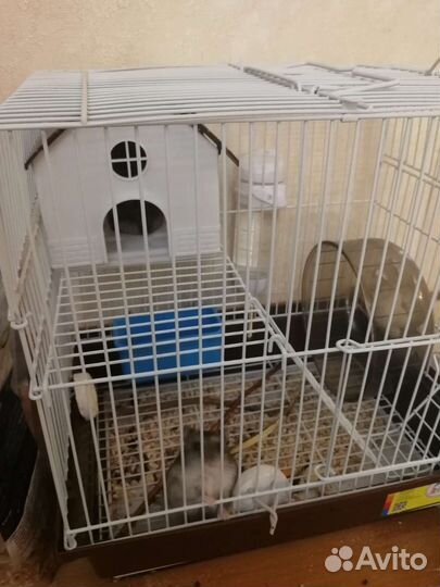 Джунгарские хомяки