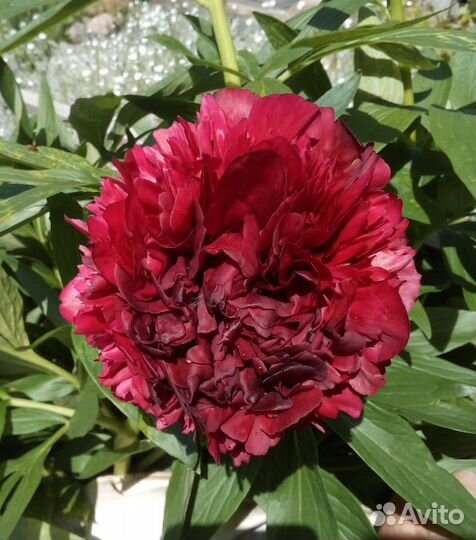 Пион Рубра Плена