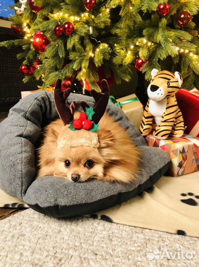 Шпиц для фотосессии