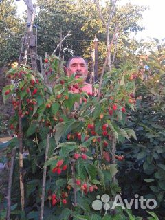 Саженцы Ежевика Малина Клубника