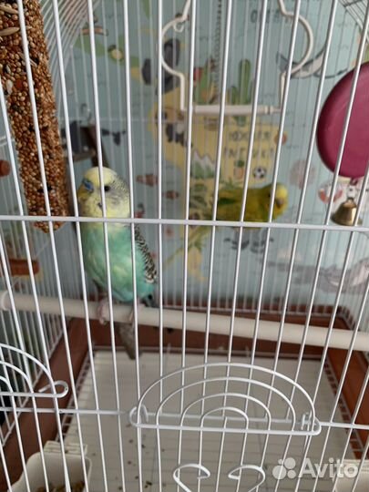 Волнистый попугай