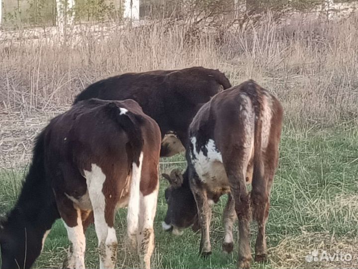 Тёлочки возраст 1 год и 4 месяца