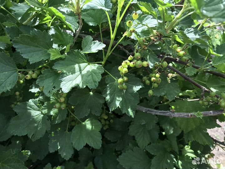 Ромашка смородина