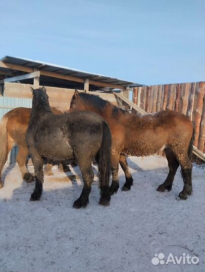 Лошади С откорма