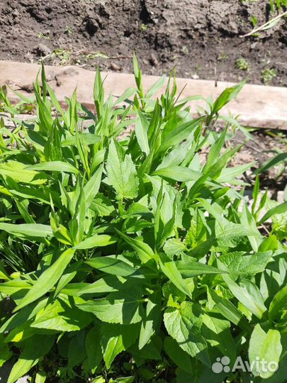 Сентябринки