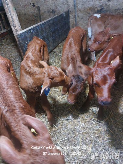 Лимузины на доращивание