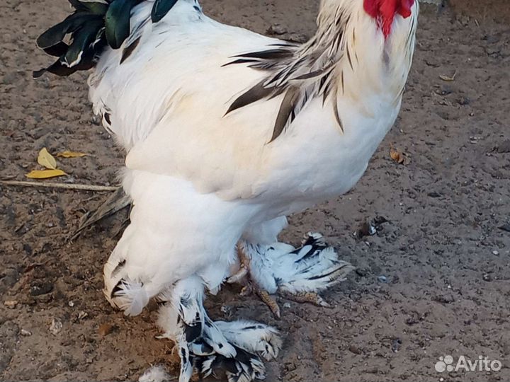 Молодые петушки Брама полевые, Белая