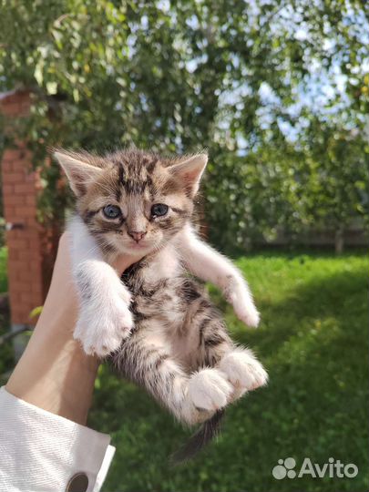 Котята