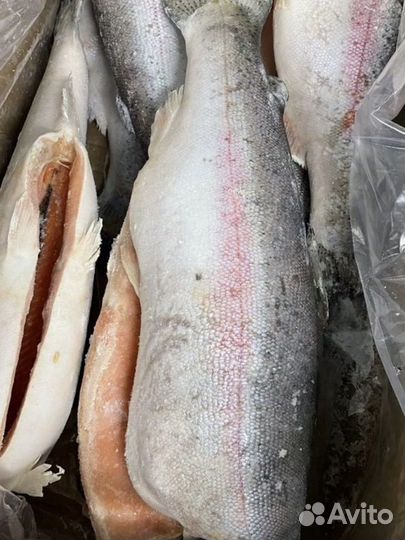 Форель морская