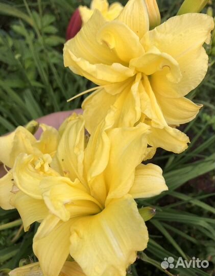 Лилейник махровый Double River Wye