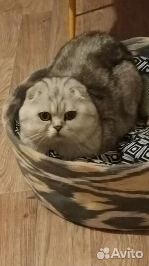 Шотландский кот вязка