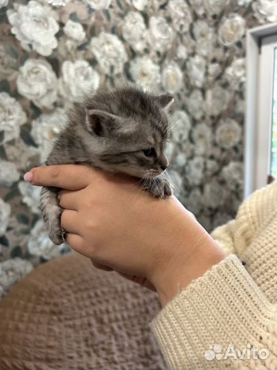 Метисы британской кошечки