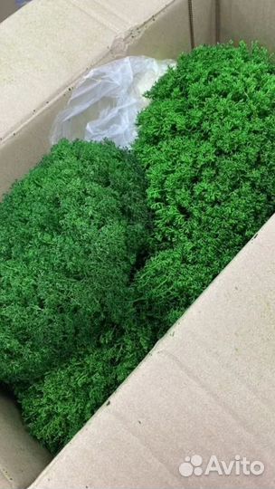 Мох для декорирования стен панно и кашпо интерьер