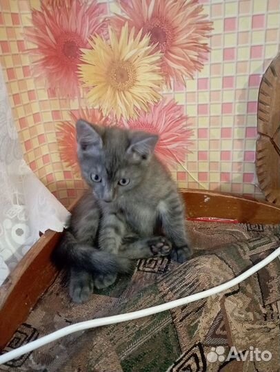 Котенок мальчик бесплатно