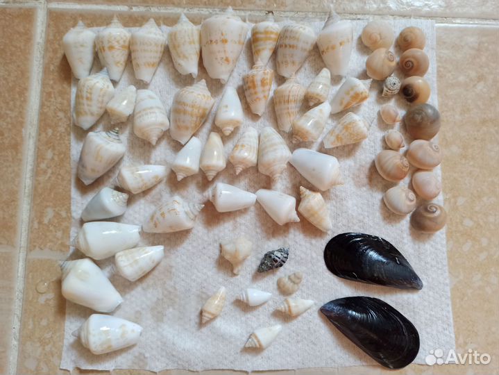 Морские ракушки раковины