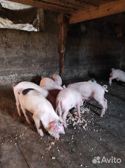 Поросята
