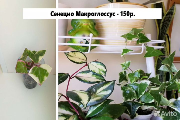 Суккуленты ампельные