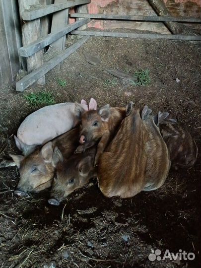 Поросята