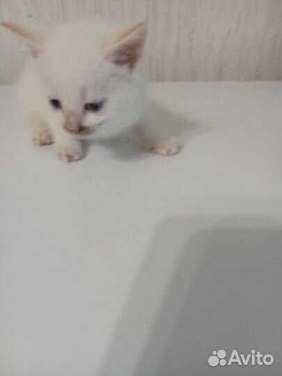 Девочка беляночка