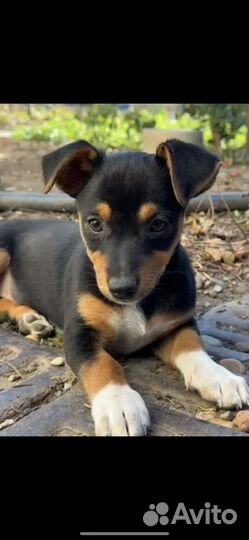 Щенки в добрые руки