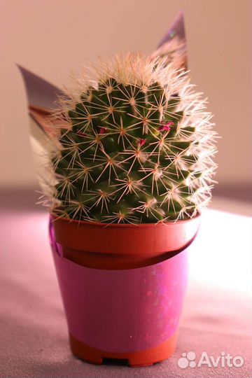 Кактус цветущий