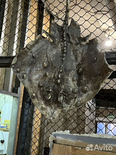 Чучело рыбы