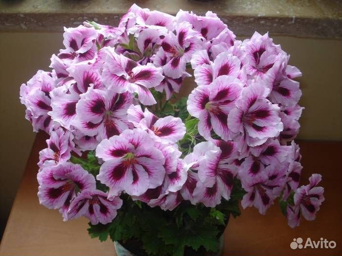 Пеларгонии розебудные, душистые герани