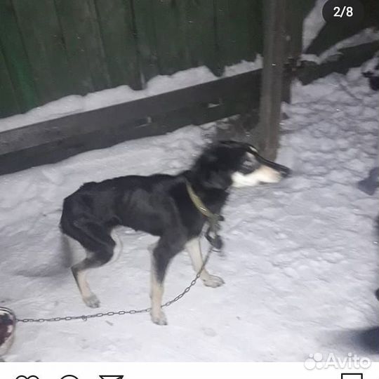 Собака