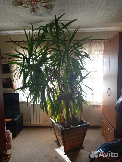 Пальма юкка