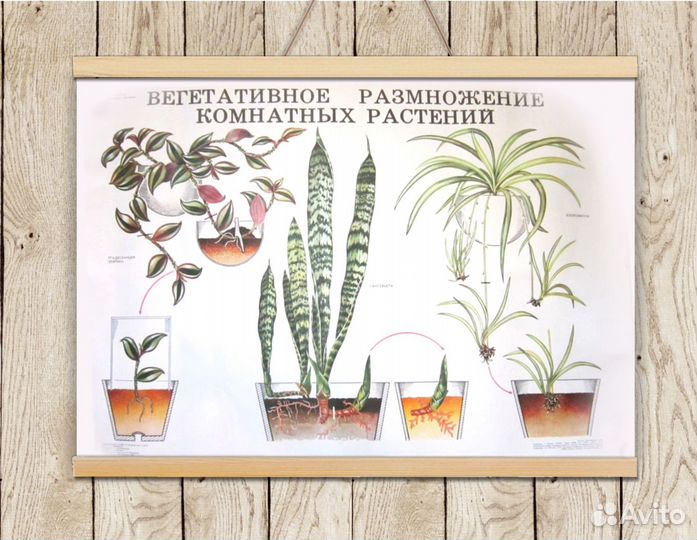Ботанические плакаты с растениями СССР