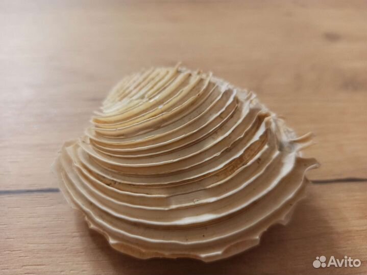 Морская раковина