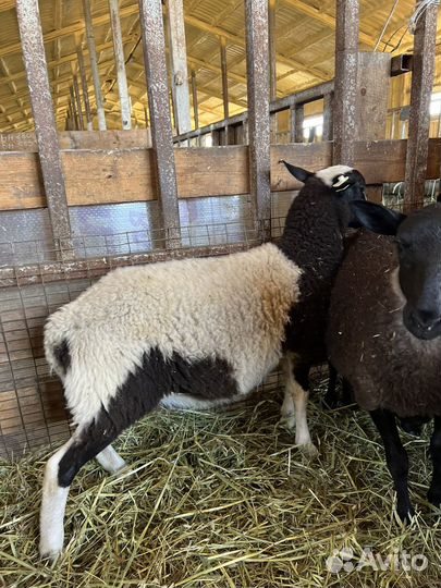 Баранчики Дорпер