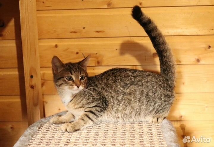 Красивые котята метисы в дар
