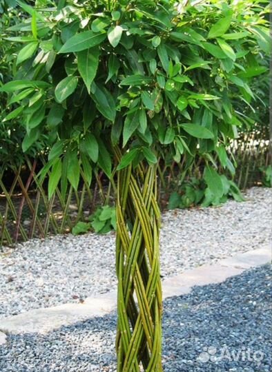 Плетеное дерево