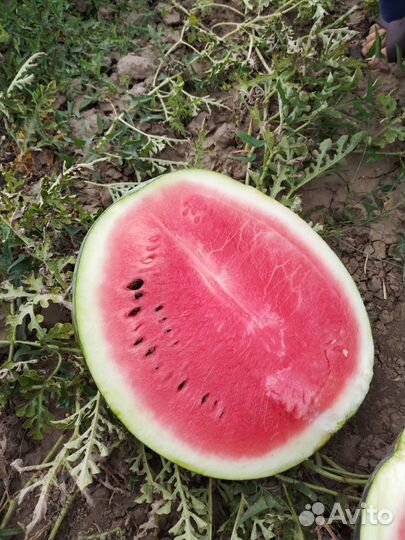Арбуз оптом