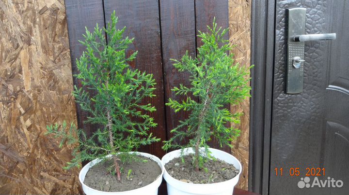 Декоративный Ландшафтный Можжевельник 5-Летка