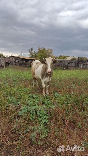 Корова дойная